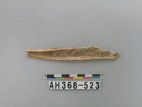 藏品(動物骨骼)的圖片